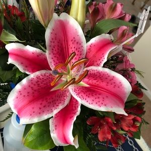 Meet your Posher, Victoria